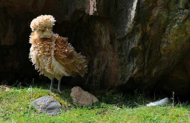 Seltsames Huhn auf Gras zwischen Felsen in den Bergen in Österreich