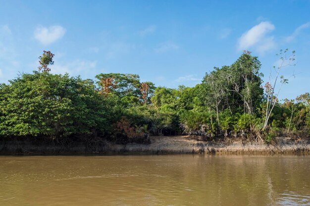 Selva amazônica até margens de riosBrasil