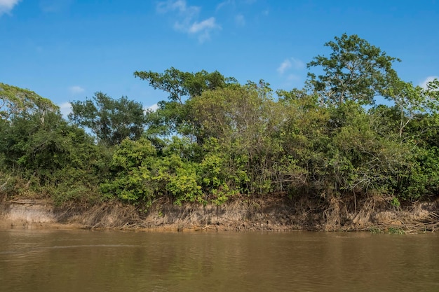 Selva amazônica até margens de riosBrasil