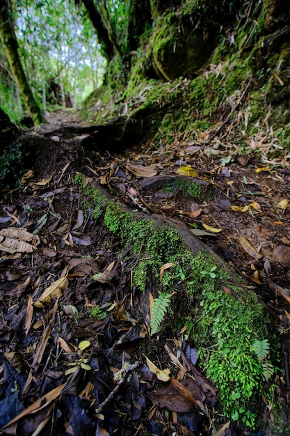 Selva del bosque