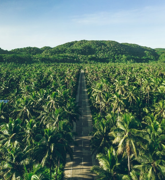 Selva da palmeira nas Filipinas. conceito sobre viagens tropicais desejo por viajar.