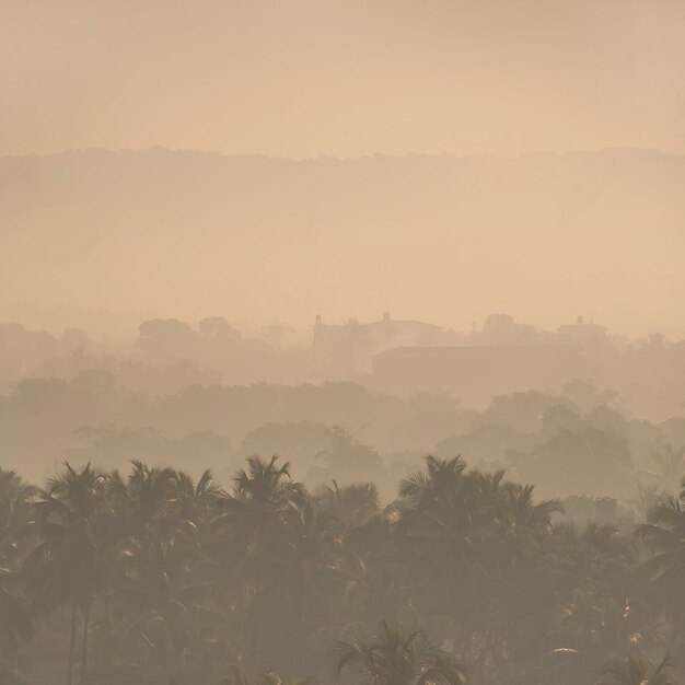 Selva de chuva da manhã na névoa