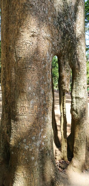 Selva de palmeiras tropicais