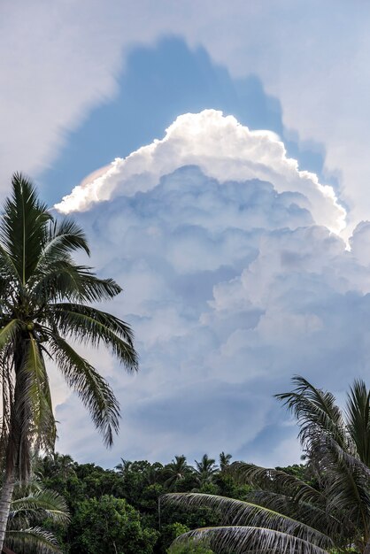 selva e céu de nuvens na ilha