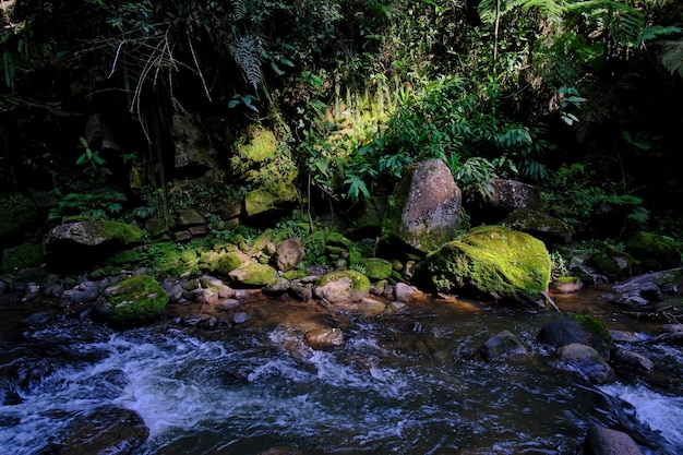 Selva e rio