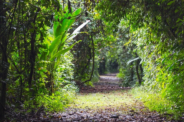 Selva en Hawaii