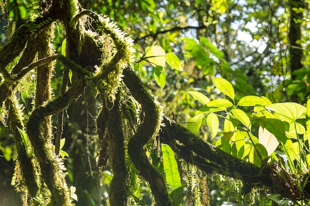 Selva en Hawaii