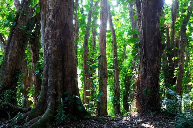 Selva en Hawaii