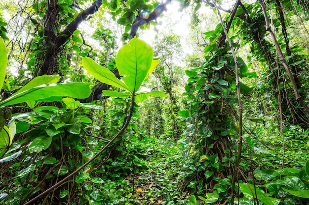 Selva en Hawaii