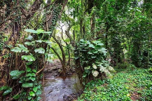 Foto selva en hawaii