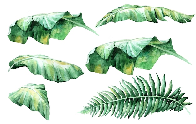 Selva, ilustrações botânicas em aquarela, elementos florais, folhas de palmeira, samambaias e outros