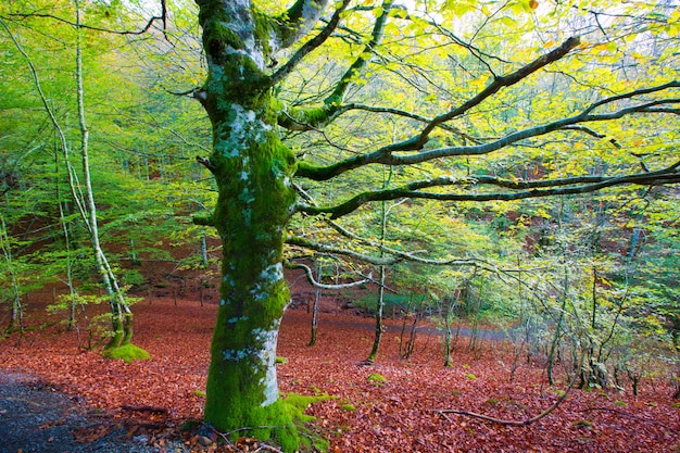 Foto selva de irati de otoño, selva de hayas en navarra pirineos, españa