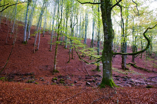 Foto selva de irati de otoño, selva de hayas en navarra pirineos, españa