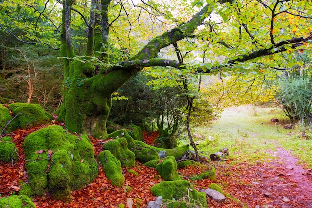 Selva de Irati de otoño, selva de hayas en Navarra Pirineos, España