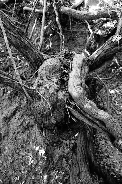 Foto selva de lianas. banya