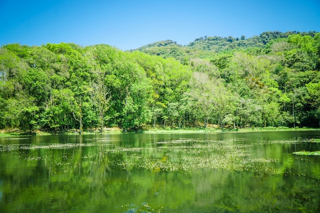 Foto selva negra en matagalpa, lago y árboles en la zona montañosa central de nicaragua