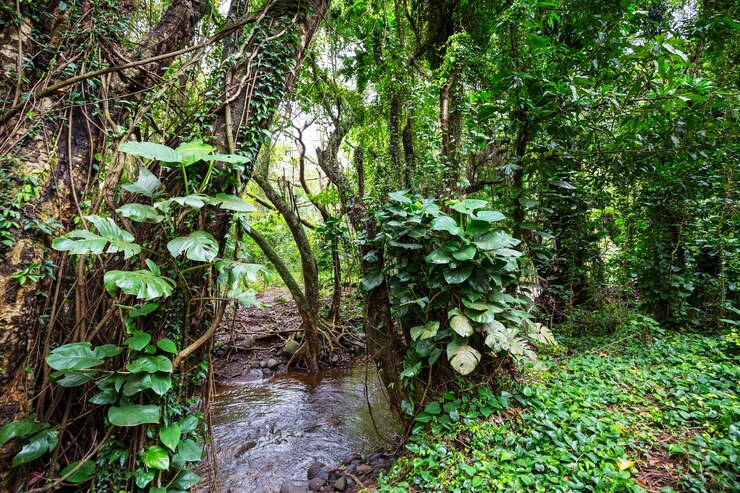 Selva no Havaí