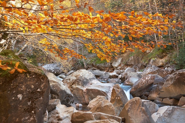 Selva de Oza en el Valle de Hecho