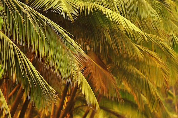 selva de palmeras amarillas de otoño