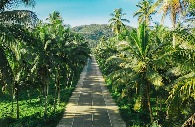 Selva de palmeras en las Filipinas. concepto sobre viajes tropicales de wanderlust.