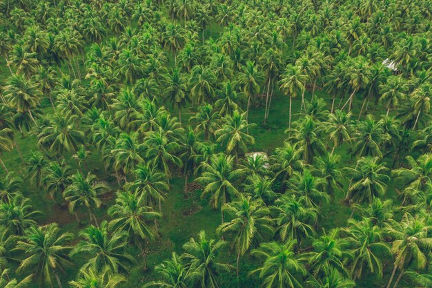 Selva de palmeras en las Filipinas. concepto sobre viajes tropicales de wanderlust.