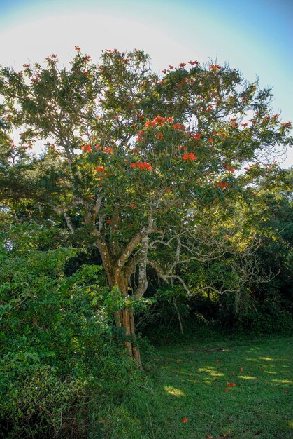 Foto selva perto do estuário de santa luciaáfrica do sul