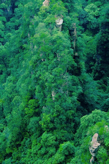 Selva subtropical do cenário natural da floresta