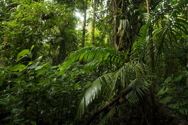 Selva tropical en América Central