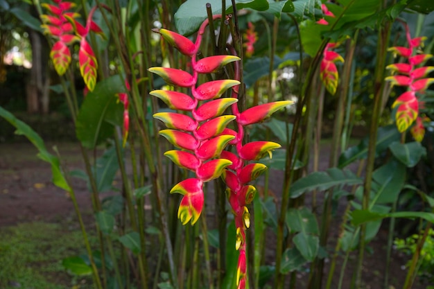 Selva tropical en América Central