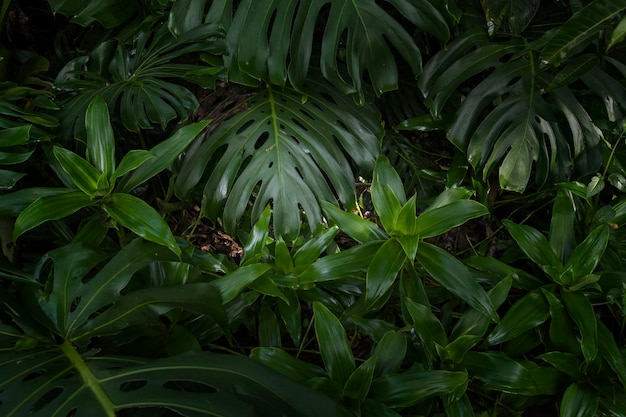 Selva tropical en América Central