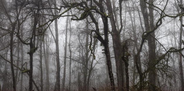 Selva tropical canadiense con árboles verdes Niebla matutina en temporada de invierno