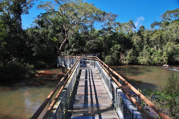 La selva tropical de las cataratas del Iguazú en Argentina y Brasil