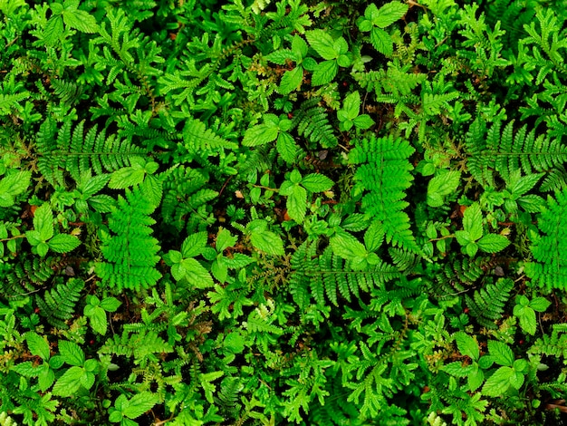 Selva tropical com vegetação verde