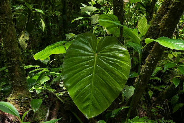 Selva tropical en Costa Rica