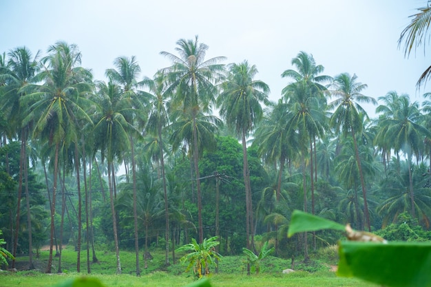 Selva tropical en día lluvioso. Clima de isla tropical.