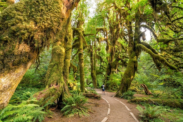 Selva tropical de hoh en el parque nacional olímpico