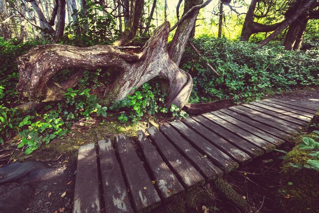 Selva tropical en la isla de Vancouver, Columbia Británica, Canadá