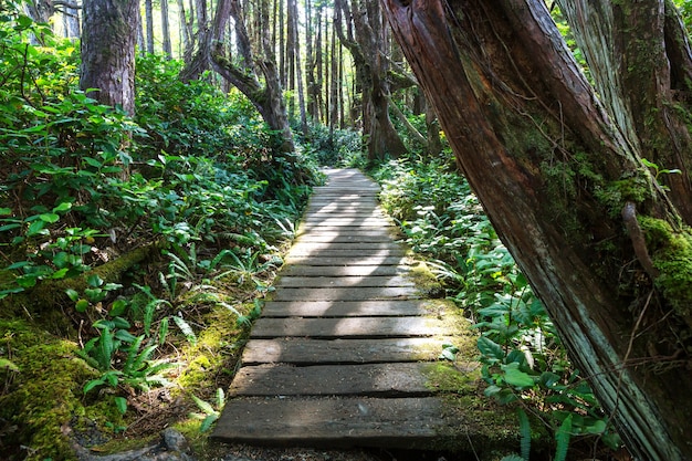 Selva tropical en la isla de Vancouver, Columbia Británica, Canadá