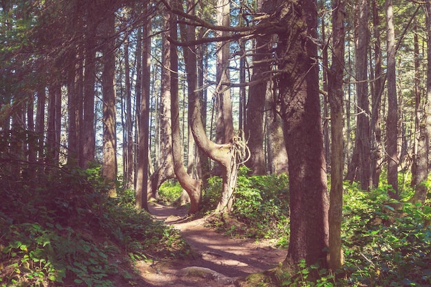 Selva tropical en la isla de Vancouver, Columbia Británica, Canadá