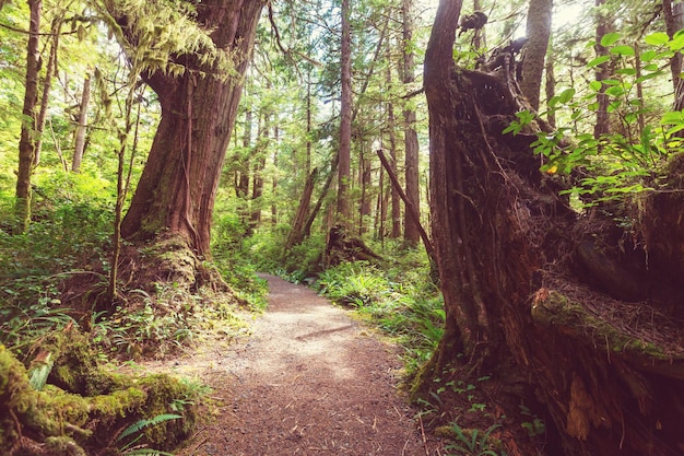 Foto selva tropical en la isla de vancouver, columbia británica, canadá