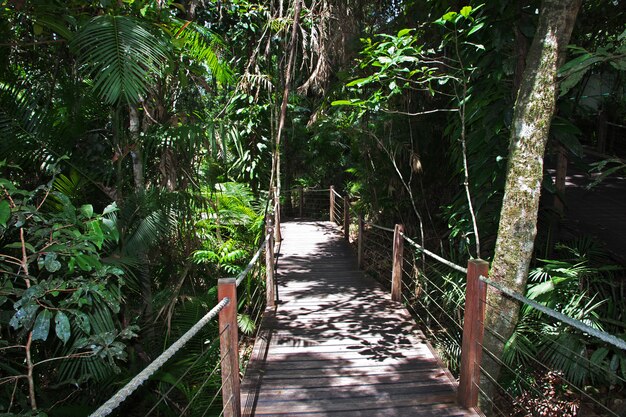 Selva tropical en Kuranda