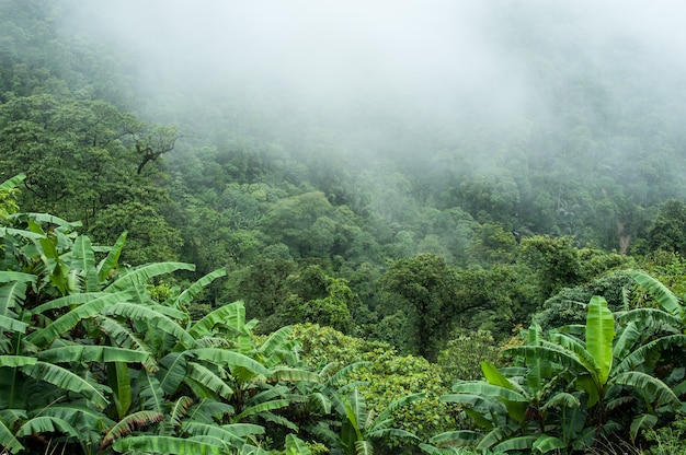 La selva tropical lluviosa en la mañana.