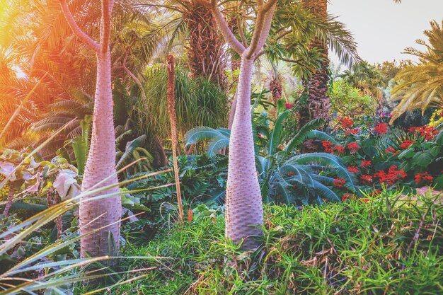 Selva tropical a la luz del atardecer Ein Gedi kibbutz Israel