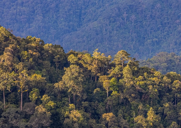 Selva tropical con luz de la mañana,