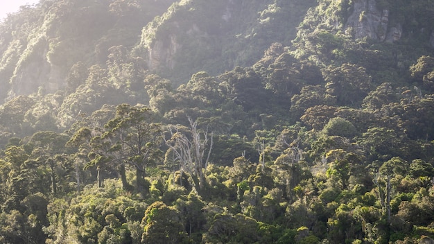 Selva tropical durante la mañana brumosa rodada en punakaiki costa oeste de nueva zelanda