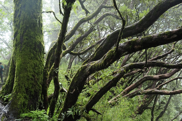 selva tropical en nepal