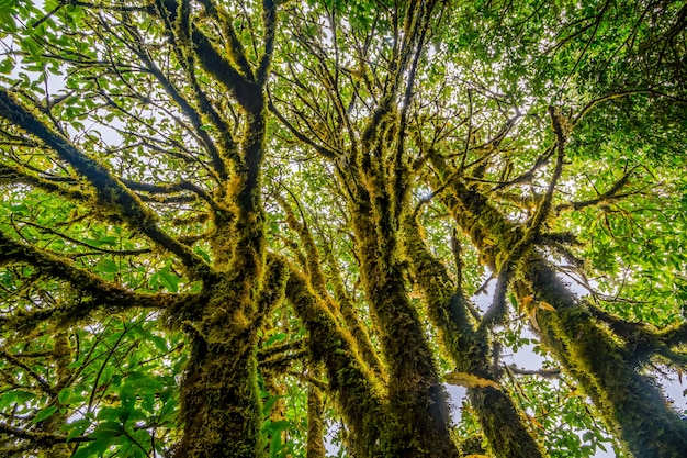 Selva tropical en el norte de Tailandia