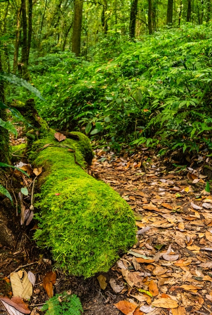 Selva tropical en el norte de Tailandia