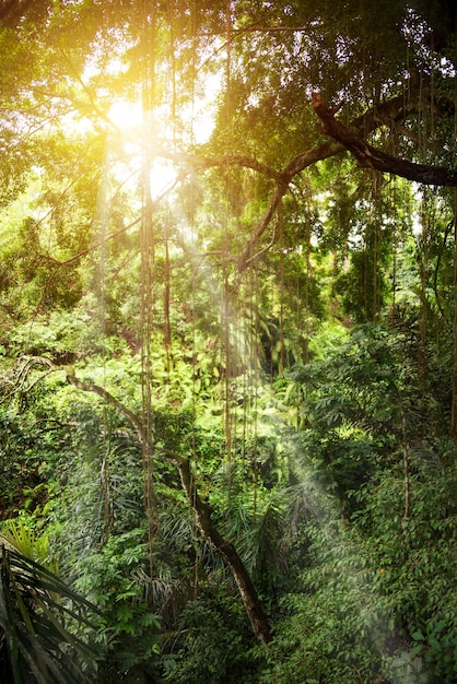 Selva tropical o selva con exuberantes plantas y lianas en Bali Indonesia