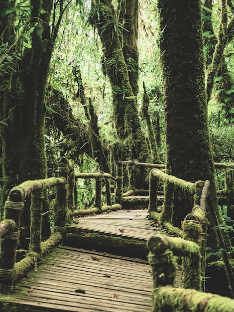 Selva tropical en el Parque Nacional Doi Inthanon, Tailandia